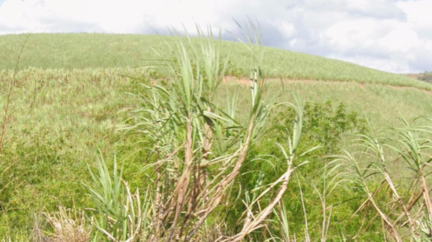 Engenho Santa Rita, 162 HA, Cabo de Santo Agostinho, PE